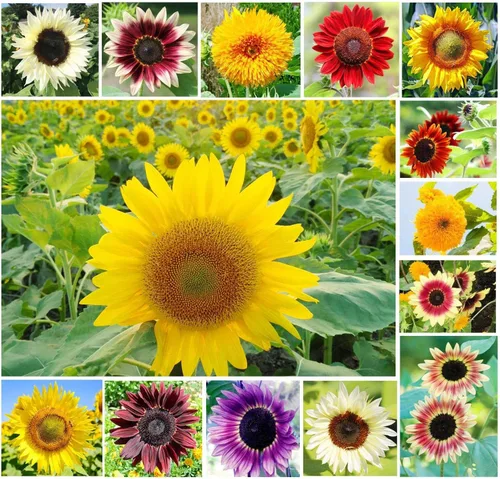 Miniatura 2 de Más de 1,000 semillas de girasol para plantar, paquete de mezcla jumbo, más de 15 variedades, (Helianthus annuus) - Semillas sin OMG