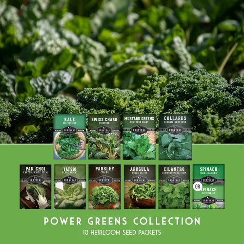 Miniatura 2 de 10 Power Greens Seed Collection - Coles de reliquia, mostaza, acelgas, espinacas, col rizada, tatsoi, pak choi y más para plantar otoño y primavera