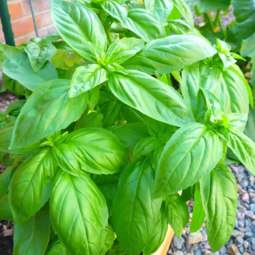 Miniatura 2 de 4 plantas de albahaca, plantas de albahaca dulce vivas para interiores, plantas de hierbas vivas, de 4 a 6 pulgadas