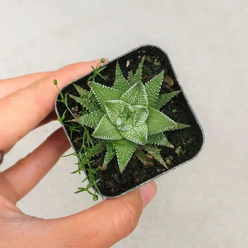 Miniatura 2 de Haworthia 'Zebra Plant' - Suculenta puntiaguda de aloe a rayas blancas (2 pulgadas)