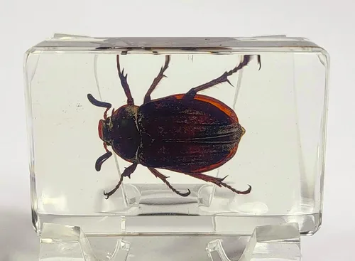 Miniatura 25 de Escarabajo británico Chafer de rosa real de 1.732 pulgadas en resina de lucita cristalina, muestra preservada de cetonia aurata, insectos