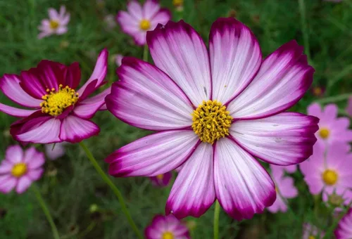 Miniatura 4 de Semillas Cosmos Pikoti Mix (Mexican Aster) Flores anuales para plantar sin OMG