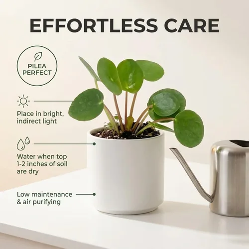 Miniatura 3 de ragnaroc Planta de dinero chino vivo – Árbol del dinero chino – Pilea Peperomioides – Planta de arranque de enchufe de 2 pulgadas – Planta