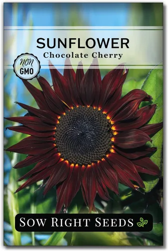Miniatura 7 de Sow Right Seeds - Semillas de girasol de cereza y chocolate para plantar - Paquete de reliquia sin OMG con instrucciones para cultivar - Hermosa