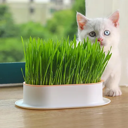 Miniatura 4 de Zerodeko Planta de césped al aire libre de 3 piezas para maceteros de gatos, mascotas, prácticos brotes de plástico y perros, kit práctico