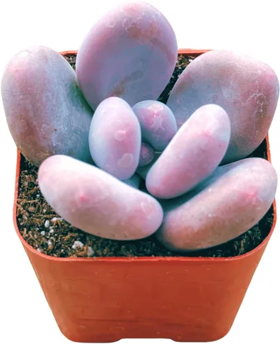 Miniatura 10 de Suculentas plantas vivas de 2 pulgadas, Planta rosario variegada, minisuculentas, plantas de interior de fácil cuidado enraizadas en mezcla
