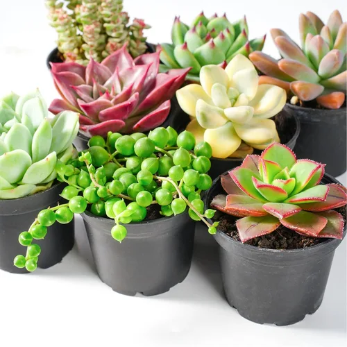 Miniatura 3 de Sprout N Green Plantas suculentas vivas, paquete de 8 suculentas reales surtidas en maceta de 2 pulgadas con mezcla de tierra, plantas pequeñas