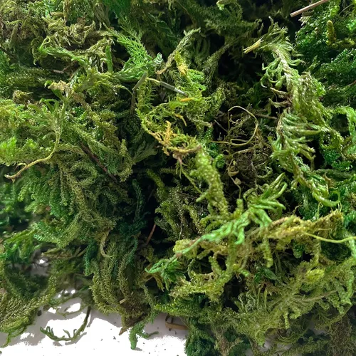 Miniatura 5 de Musgo de bosque seco artificial, musgo verde preservado para plantas en maceta, mezcla de orquídeas, esfagno, turba y musgo, manualidades