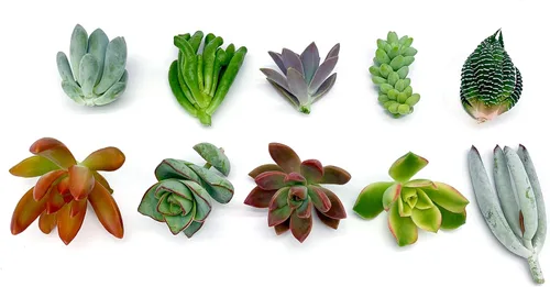 Miniatura 4 de 7 esquejes de suculentas vivas, sin raíces en las plantas, plantas suculentas vivas, ideal para terrarios, mini plantas iniciales de jardín por The