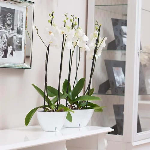 Miniatura 3 de DECOPOTS Maceta de forma ovalada para plantas, maceta de jade con riego automático, maceta de interior, macetas de plástico con drenaje para todas
