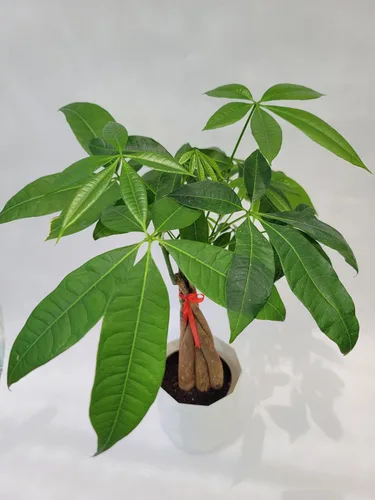 Miniatura 6 de Planta viva trenzada de árbol chino del dinero, ahora disponible en maceta geométrica de riego automático, Pachira Aquatica, árbol bonsái vivo