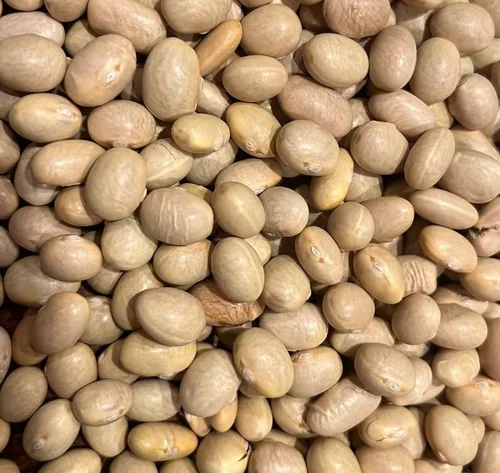 Sherwoods Seeds Mayocoba Frijoles Canarios - Paquete de semillas de frijoles, 0.1 onzas (paquete de 10), marrón