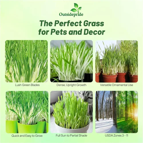 Miniatura 2 de Outsidepride - 500 semillas de la hierba ornamental cebada (Hordeum vulgare Variegate [Cat Grass] para sembrar