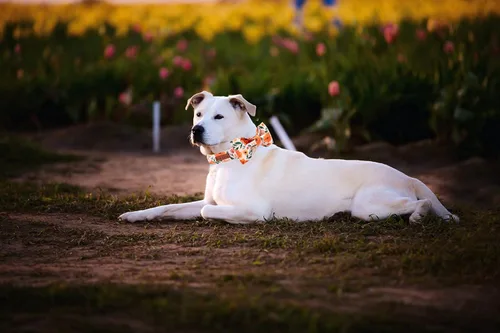 Miniatura 5 de Elegant little tail Collar de perro floral con lazo, cómodo corbatín para perro, collar de perro ajustable para perros y gatos pequeños, medianos