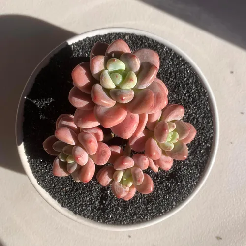 Miniatura 16 de Succulent Plants Live– Easy Care Bare Root Succulents for Indoor Outdoor Decor, Mini Live Plants for Home, Garden, Office, & Gift Ideas