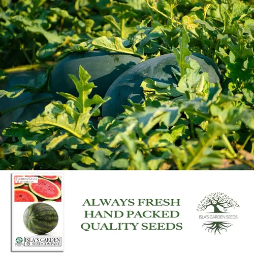 Miniatura 4 de Cultiva enormes sandías gigantes de Florida, más de 25 semillas de reliquia sin OMG de Isla's Garden Seeds, melones masivos de 40 a 50 libras