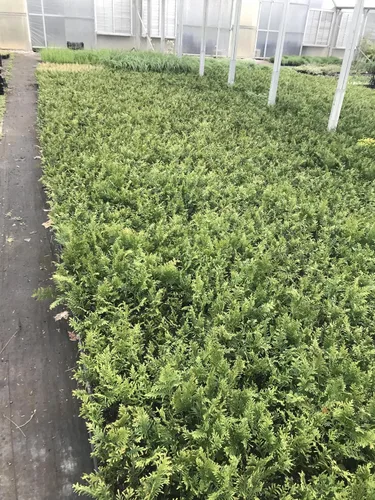 Miniatura 5 de 10 Arborvitae Green Giant Thuja Plicata 2.5 pulgadas Pot 6-12" Alto