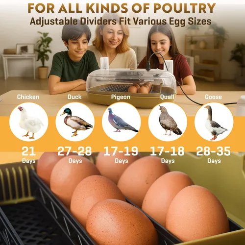 Miniatura 6 de Incubadora de huevos para incubación - Capacidad de 24-48 huevos - Girador de huevos automático y temporizador ajustable - Control de humedad