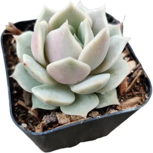 Miniatura 9 de Plantas de cactus suculentas vivas de USKC (maceta de 2 pulgadas) (Adromischus Maculatus)