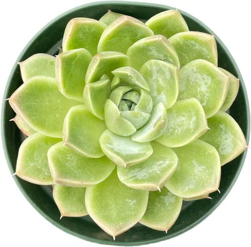 Miniatura 6 de Sprout N Green Cotyledon Orbiculata cv., Rara planta suculenta viva enraizada en maceta de 4 pulgadas, decoración de boda en interiores y Cotiledón