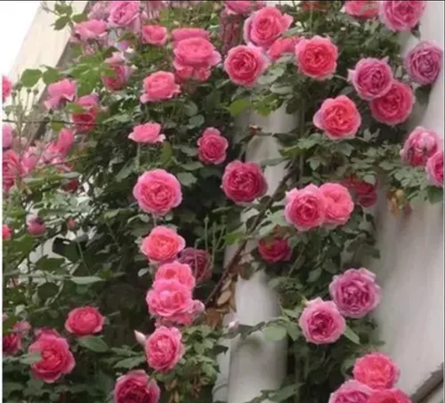 Miniatura 7 de 1000 semillas + Muti Color Mix Rose Seeds - Flores exuberantes, perennes, mariposa fragante trepadora de vid, semillas de flores. Semillas de rosa