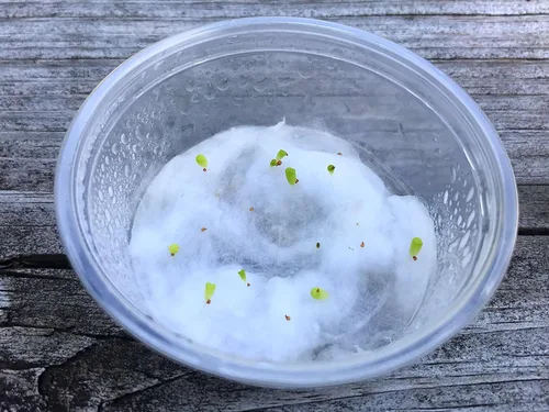 Miniatura 4 de Semillas suculentas exóticas raras y auténticas con garantía de germinación. Cosecha reciente con calidad premium. Mini plantas de piedra vivas