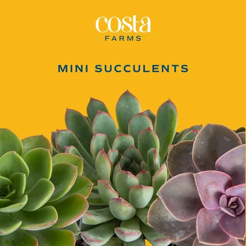 Miniatura 3 de Costa Farms Mini planta viva suculenta en maceta decorativa, fácil de mantener, planta de interior suculenta, perfecta para decoración del hogar