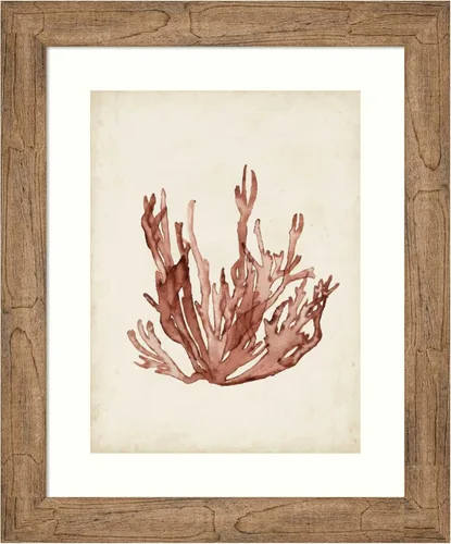Amanti Art Framed Wall Art Print 24x20 Seaweed Specimens VII by Naomi McCavitt, Beach Wall Art, Vintage Decor, Small Poster Painting Artwork for