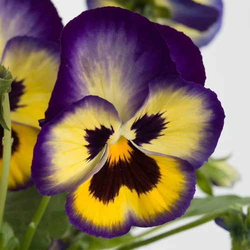 Miniatura 7 de Outsidepride Semillas de pensamiento de viola de arándanos bicolor azul y amarillo para plantar, 50 unidades. Flores resistentes al frío y aptas