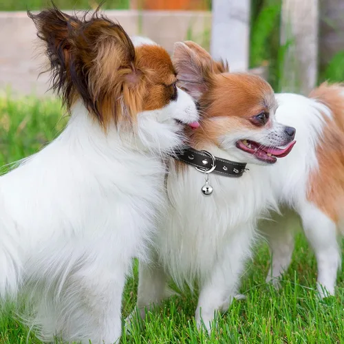 Miniatura 4 de Hotop - Paquete de 8 collares de perros, campanas pequeñas de gato, collar para cachorros, anillo colgante de decoración, accesorios colgantes