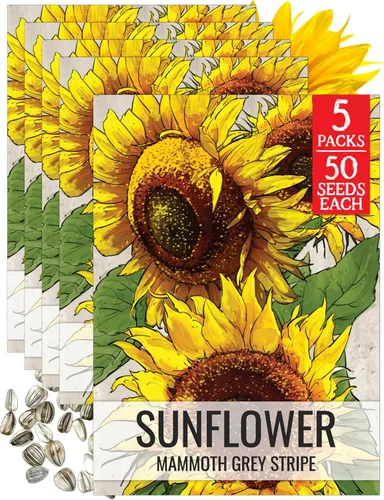 Miniatura 72 de Seed Needs Semillas de girasol para plantar girasoles de manchas solares enanas, semillas de flores de corte anual de polinización abierta