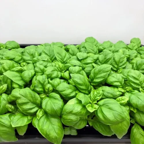 Miniatura 5 de 4 plantas de albahaca, plantas de albahaca dulce vivas para interiores, plantas de hierbas vivas, de 4 a 6 pulgadas