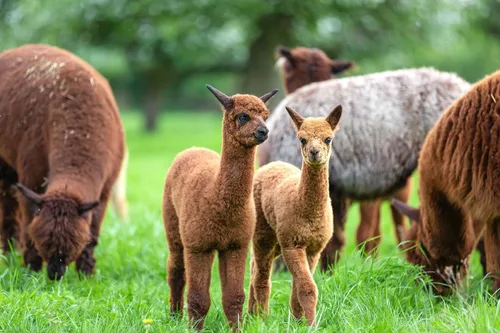 Miniatura 7 de Alpaca Home Bolas secadoras 100% de lana de alpaca, fieltro, juego de 3, fabricadas en Estados Unidos, todos los colores naturales, hipoalergénicas