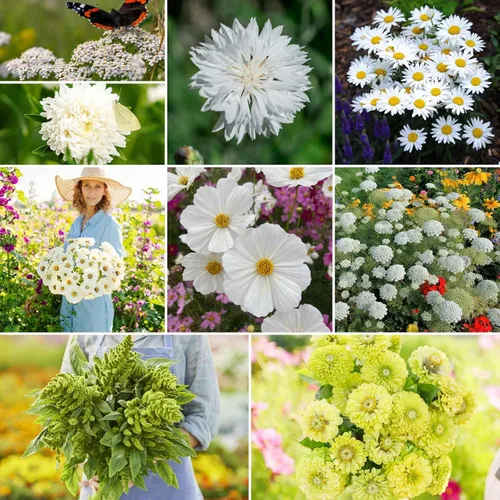 Miniatura 12 de Eden Brothers Crazy for Cosmos - Semillas mixtas de flores de cosmos para plantar, 50 lb, más de 24,000,000 semillas con Cosmos Gloria, Pinkie