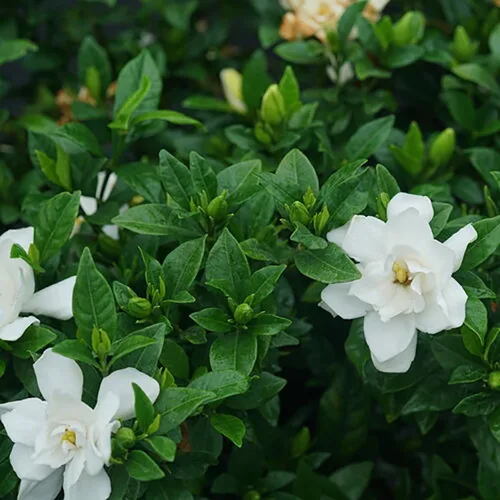 Miniatura 2 de Pillow Talk® Gardenia jasminoides - Ganadores probados - Maceta de 4