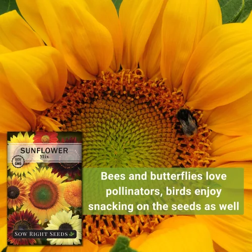 Miniatura 5 de Sow Right Seeds - Semillas de girasol mixtas para plantar - Paquete de reliquia sin OMG con instrucciones (idioma español no garantizado) - Gran