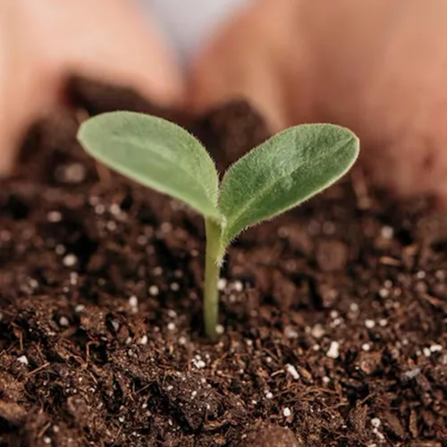 Miniatura 2 de Park Seed Nature's Aid - Inoculante de suelo para jardín, mejora la fertilidad del suelo para frijoles, guisantes y arveja, aumenta la fijación
