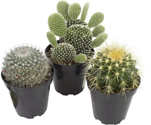 Altman Plants, Surtido de Plantas de Cactus Suculentas Vivas (Paquete de 3), Regalos para Amantes de Plantas de Cactus Vivas, Plantas Suculentas de