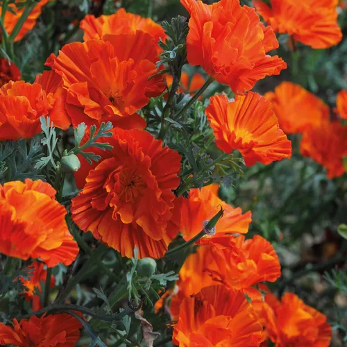 Outsidepride California Copper Swirl - Semillas de amapola para plantar, 100 piezas anuales, tolerantes a la sequía y fáciles de cultivar semillas