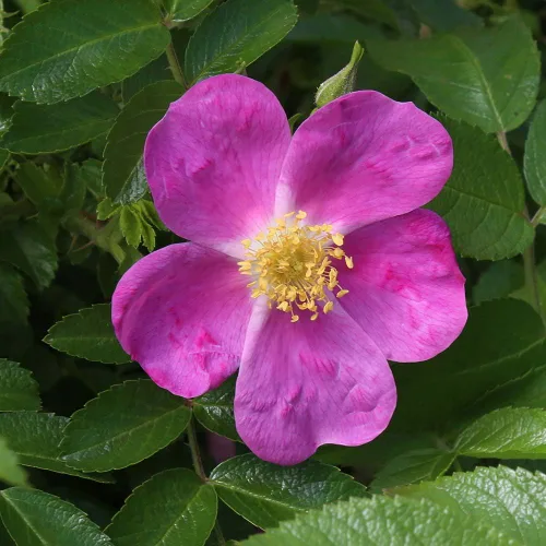 Heirloom Roses Planta de rosas - Rosalina rosalina, planta viva Rugosa para plantar al aire libre