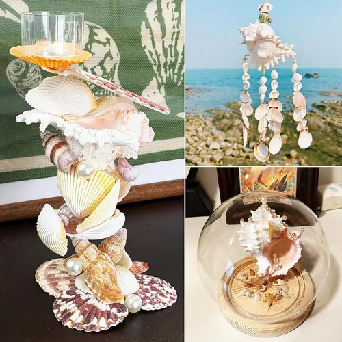 Miniatura 5 de 22 conchas marinas grandes mixtas de conchas marinas de playa y estrellas de mar naturales del océano, conchas marinas coloridas naturales de hasta