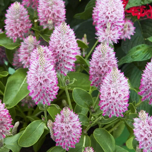 Miniatura 7 de Outsidepride 10 semillas anuales Ptilotus Exaltatus Joey Garden Flower Seeds para plantar