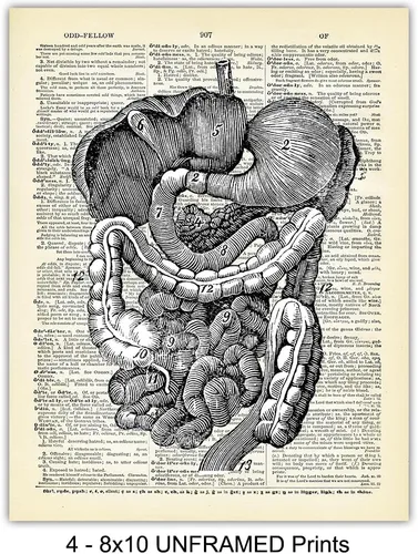 Miniatura 4 de Corazón, pulmones, cerebro, órganos de anatomía intestinal – Diccionario reciclado, impresiones artísticas de pared para clínica médica, oficina