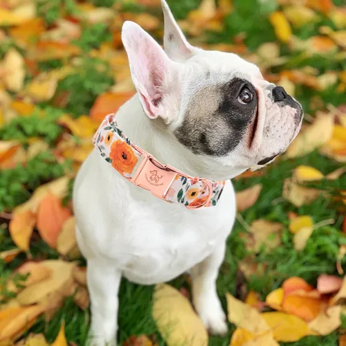 Miniatura 5 de Elegant Little Tail - Collar para perro de otoño, collar floral naranja duradero para perros medianos, ajustable para mascotas macho o hembra