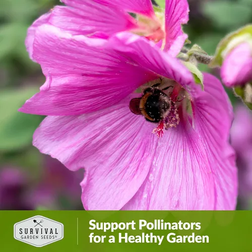Miniatura 5 de Survival Garden Seeds - Semilla de malva rosa para plantar - Paquete con instrucciones para plantar y cultivar flores silvestres nativas