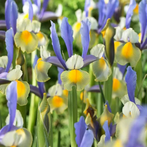 Miniatura 3 de Votaniki Montecito & Miss Saigon Iris Mix Bulbos – Iris holandés perenne, flores fragantes Floración de primavera 15 bombillas Montecito y 15