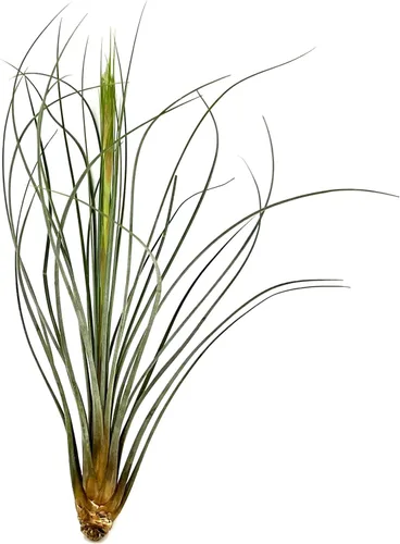 Miniatura 49 de ragnaroc Planta de Aire Viva – Tillandsia Capiput, Jumbo 6-9” - 2 unidades - Llegada Viva Garantizada - Plantas de Casa para Decoración del Hogar