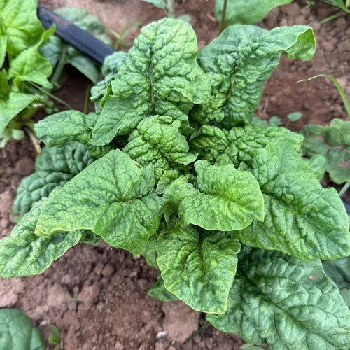 Miniatura 2 de Plant Good Seed Semillas orgánicas de espinaca Bloomsdale de larga duración, paquete de 300, semillas tradicionales para plantar verduras