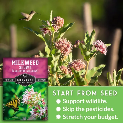 Miniatura 4 de Semillas de Algodoncillo Vistoso para Plantar - Asclepias Speciosa - Huésped de Mariposa Monarca - Planta Nativa Tolerante a la Sequía y Flor