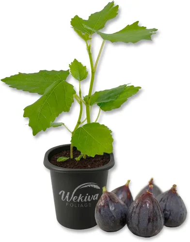 Beer's Black Fig Tree - 1 planta de inicio vivo - Ficus Carica - Árbol frutal comestible para el patio y el jardín
